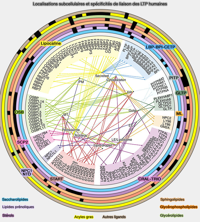 Localisations subcellulaires et spécificités de liaison des LTP humaines