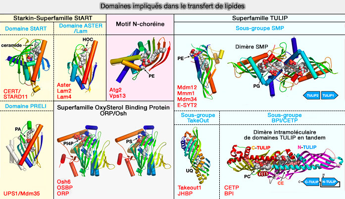 Domaines impliqués dans le transfert des lipides