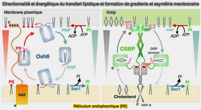 Directionnalité et énergétique du transfert lipidique et 
formation de gradients et asymétrie membranaire