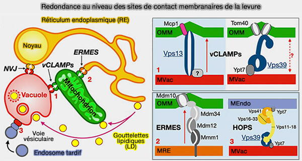Redondance au niveau des sites de contact membranaires de la levure 