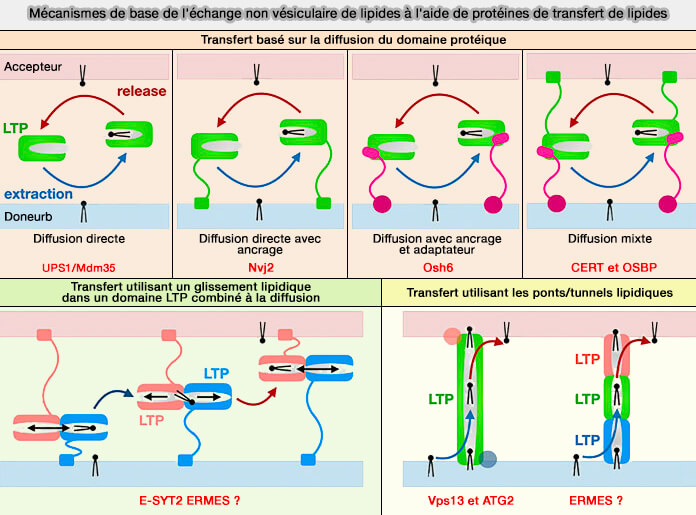 Mécanismes de base de l'échange non vésiculaire de lipides à l'aide des LTP