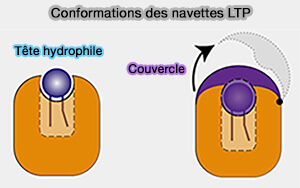 Conformation des navettes LTP
