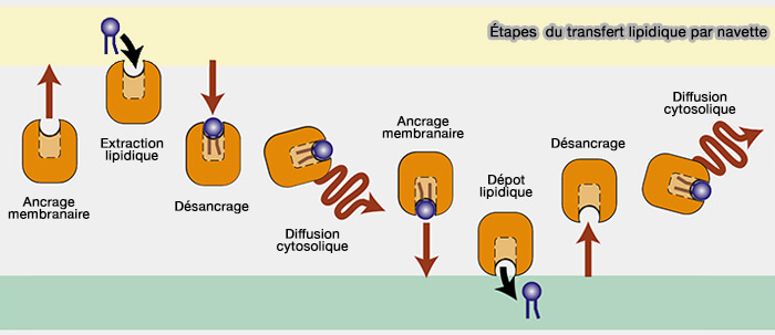 Étapes du transfert lipidique par navette