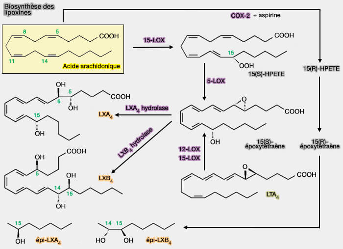 Biosynthèse des lipoxines (LX)