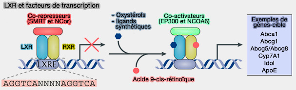 LXR et facteurs de transcription