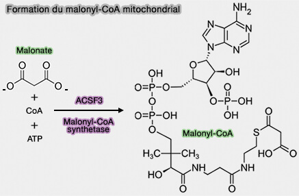 Formation du malonyl-CoA mitochondrial