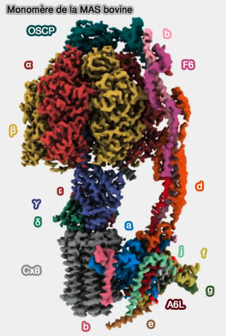 Monomère de la MAS bovine