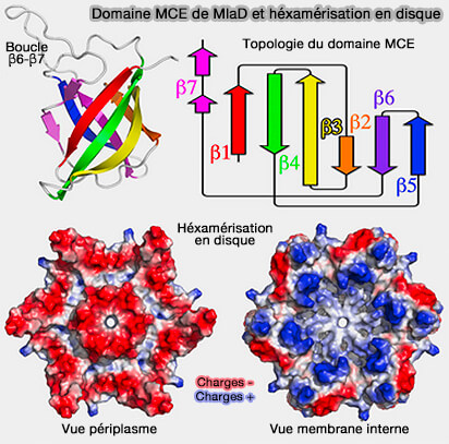 Domaine MCE de MlaD et héxamérisation en disque