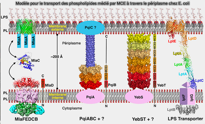 Modèle pour le transport des phospholipides médié par MCE à travers le périplasme chez E. coli 