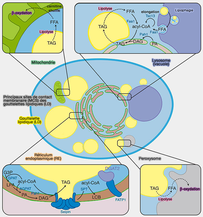 Principaux sites de contact membranaire (MCS) des gouttelettes lipidiques (LD)