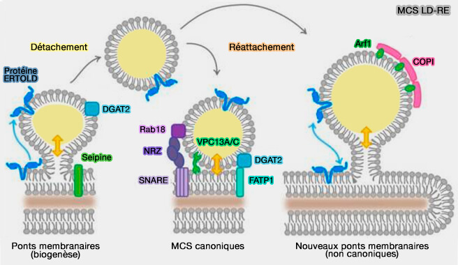 MCS LD-RE : détachement et réattachement