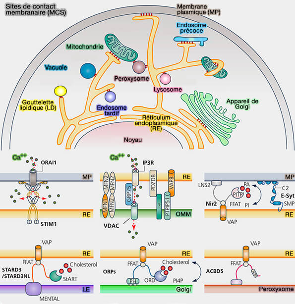 Sites de contact membranaire (MCS)