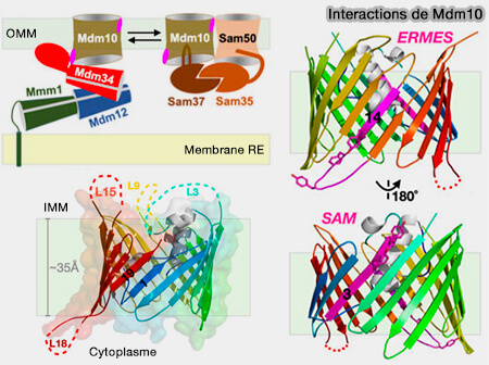 Interactions de Mdm10