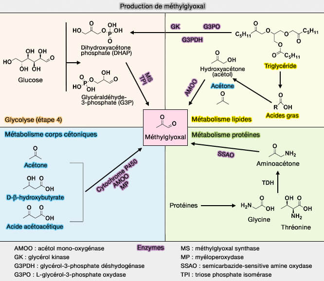 Production de méthylglyoxal