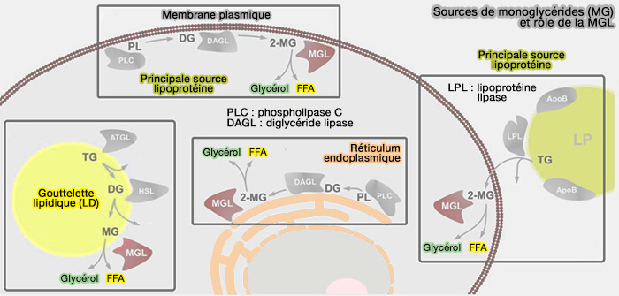 Rôles de la MGL et sources de monoglycérides