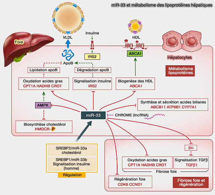 miR-33 et métabolisme des lipoprotéines hépatiques