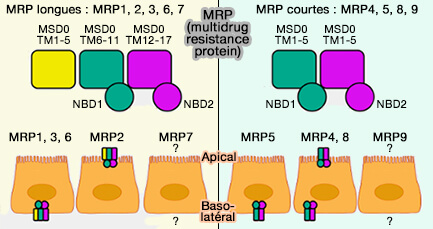 MRP (Multidrug Resistance Protein ou ABCC)