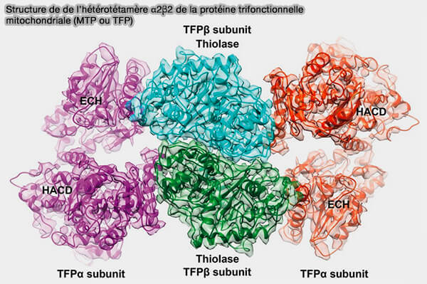 Structure de de l’hétérotétamère α2β2 de MTP ou TFP