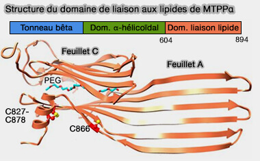 Structure de MTTPα 