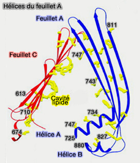 Hélices du feuillet A