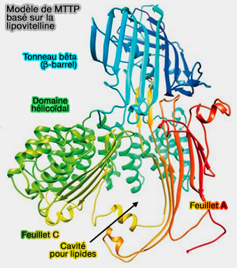 Modèle de MTTP basé sur la lipovitelline