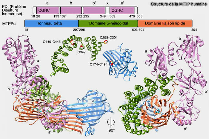 Synthèse et sécrétion des chylomicrons