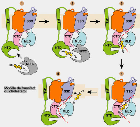 Modèle de transfert hypothétique du cholestérol lysosomal