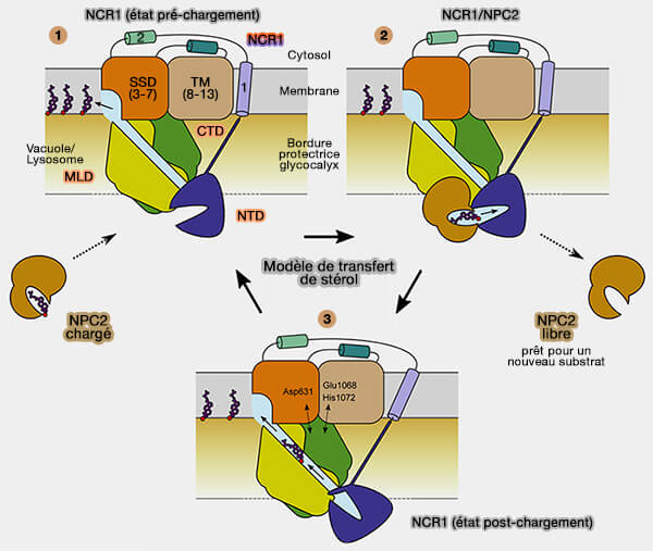 Transfert hypothétique de cholestérol entre NPC2 et NPC1