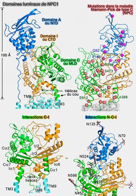Structure des domaines luminaux de NPC1