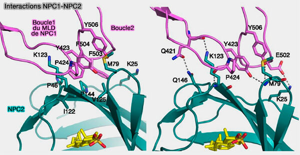 Interactions NPC1-NPC2