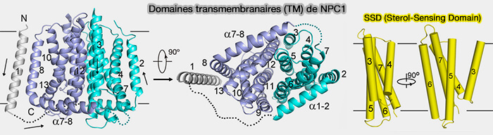 Domaines transmembranaires de NPC1