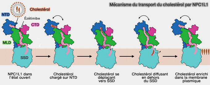 Mécanisme du transport du cholestérol par NPC1L1