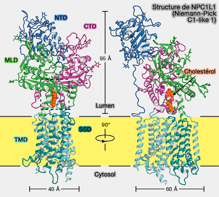 Structure de NPC1L1
