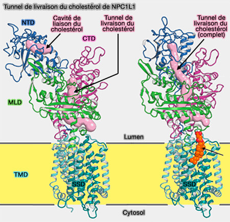 Structure de NPC1L1