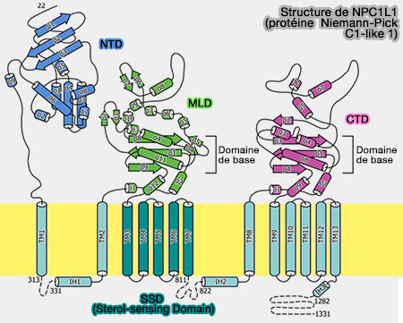 Structure de NPC1L1
