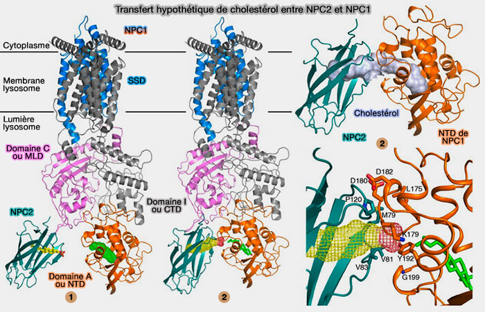 Transfert hypothétique de cholestérol entre NPC2 et NPC1