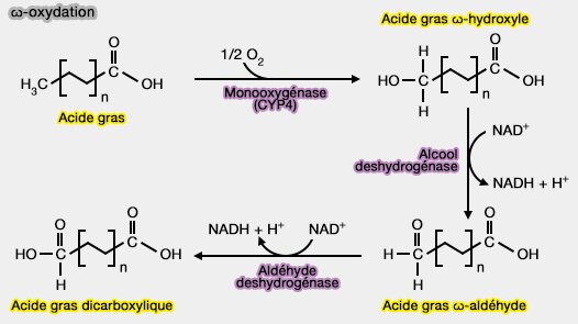 Oméga-oxydation (ω-oxydation)