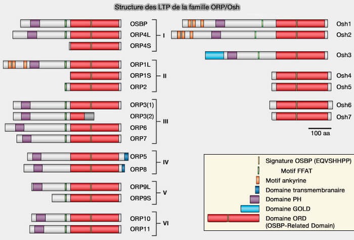 Structure des LTP de la famille ORP/Osh