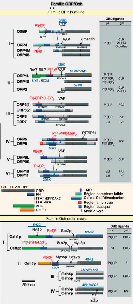 Structure des membres de ORP/Osh