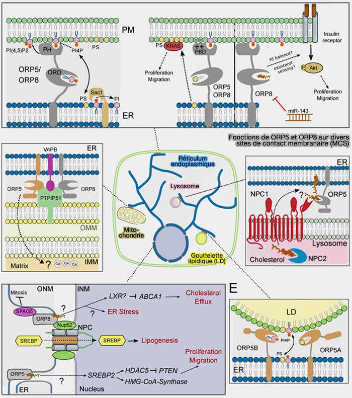Fonctions de ORP5 et ORP8 sur divers sites de contact membranaire (MCS)