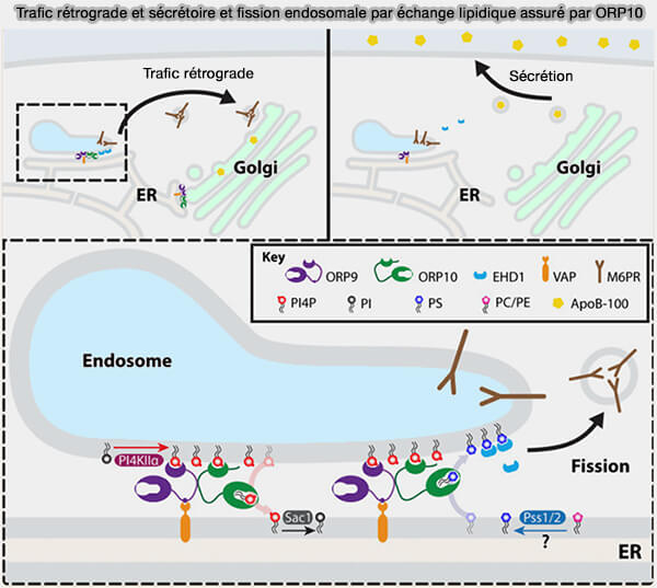 Trafic rétrograde et sécrétoire et fission endosomale par ORP10