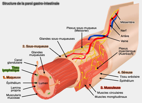 Structure de la paroi gastro-intestinale
