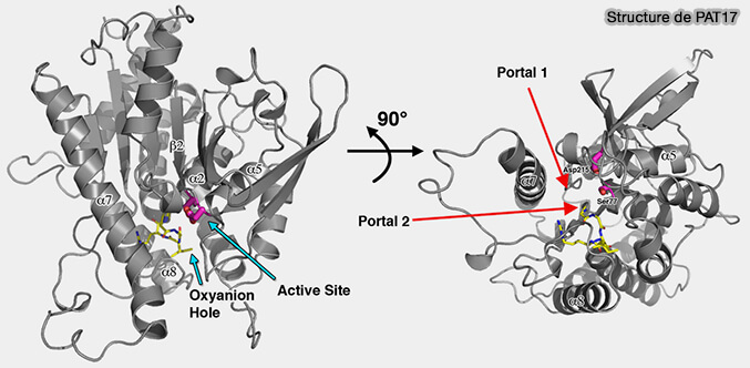Structure de PAT17