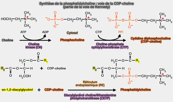 Synthèse de la phosphatidylcholine par la voie CDP-choline