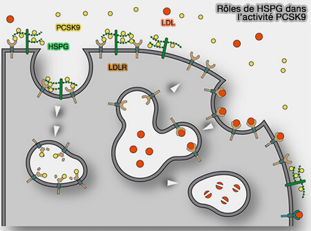 Rôles de HSPG dans l’activité PCSK9
