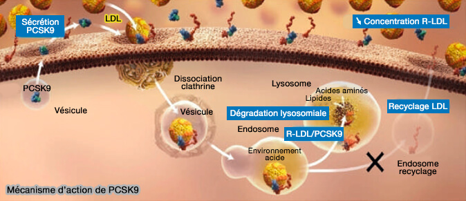 Mécanisme d'action de PCSK9