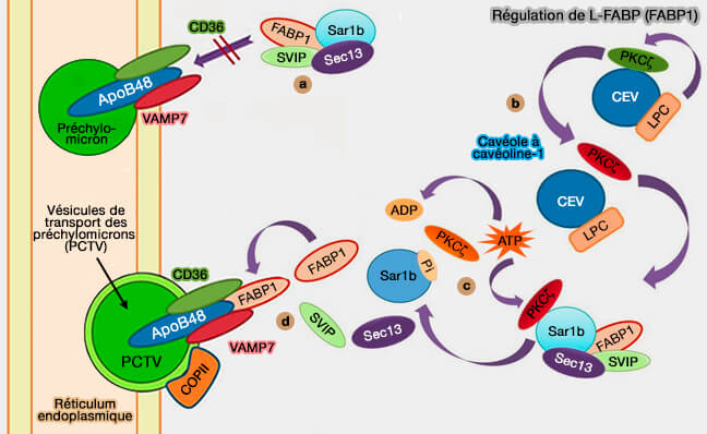 Régulation de L-FABP (FABP1) dans la formation des PCTV