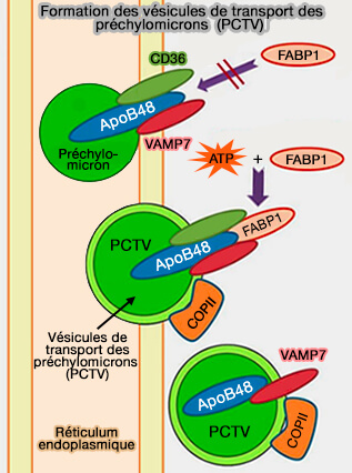 Formation des PCTV