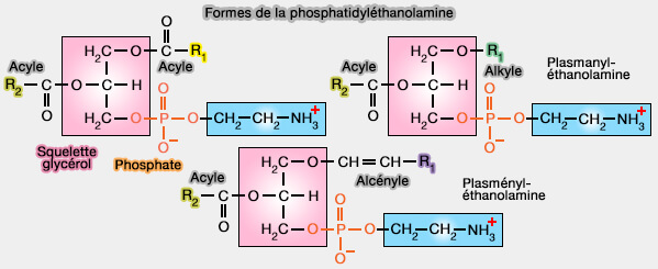 Formes de la phosphatidyléthanolamine (PE)