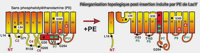 Réorganisation topologique post-insertion induite par PE de LacY